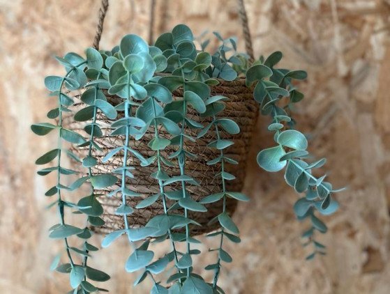Eucalyptus Hangplant | 9 cm planten- decoratie
